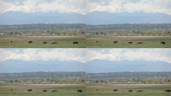 高清视频野牛和白雪皑皑的落基山脉