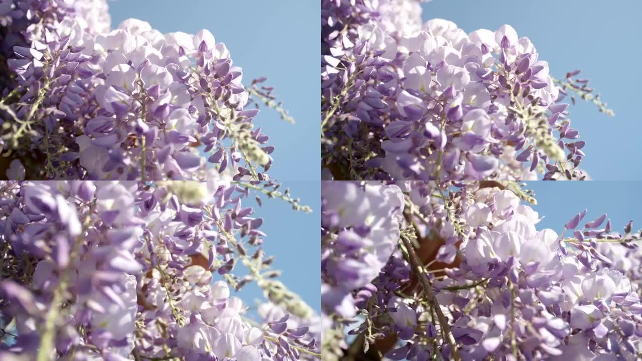 慢镜头特写DOF:美丽的紫藤花盛开在阳光明媚的一天