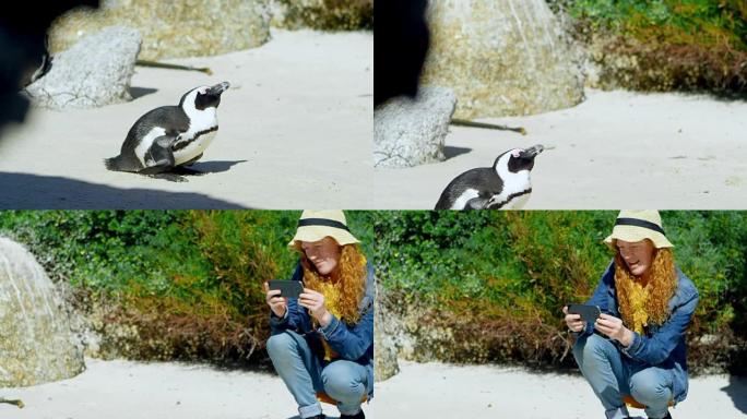 女人用手机拍企鹅4k