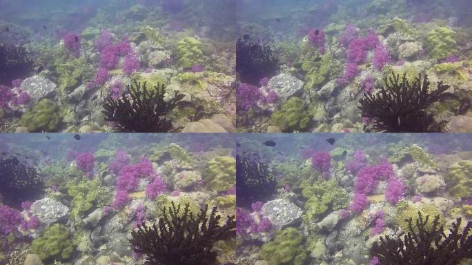 高清格式: 在苏丹红海拍摄的多产的团队珊瑚礁景观，充满了养鱼和五颜六色的软珊瑚。