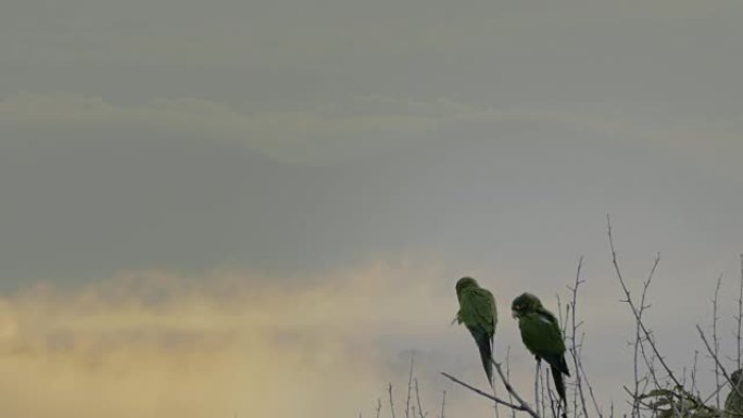 一对野生长尾小鹦鹉在黄昏时栖息在哥斯达黎加的一棵树上。