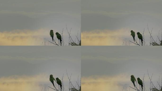 一对野生长尾小鹦鹉在黄昏时栖息在哥斯达黎加的一棵树上。