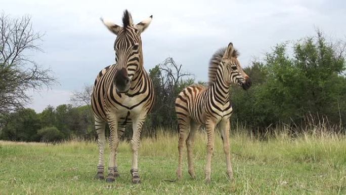 南非与母亲的斑马小马驹