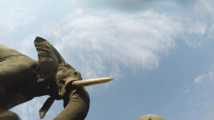 大象在相机正上方喝水的壮观镜头，博茨瓦纳奥卡万戈三角洲