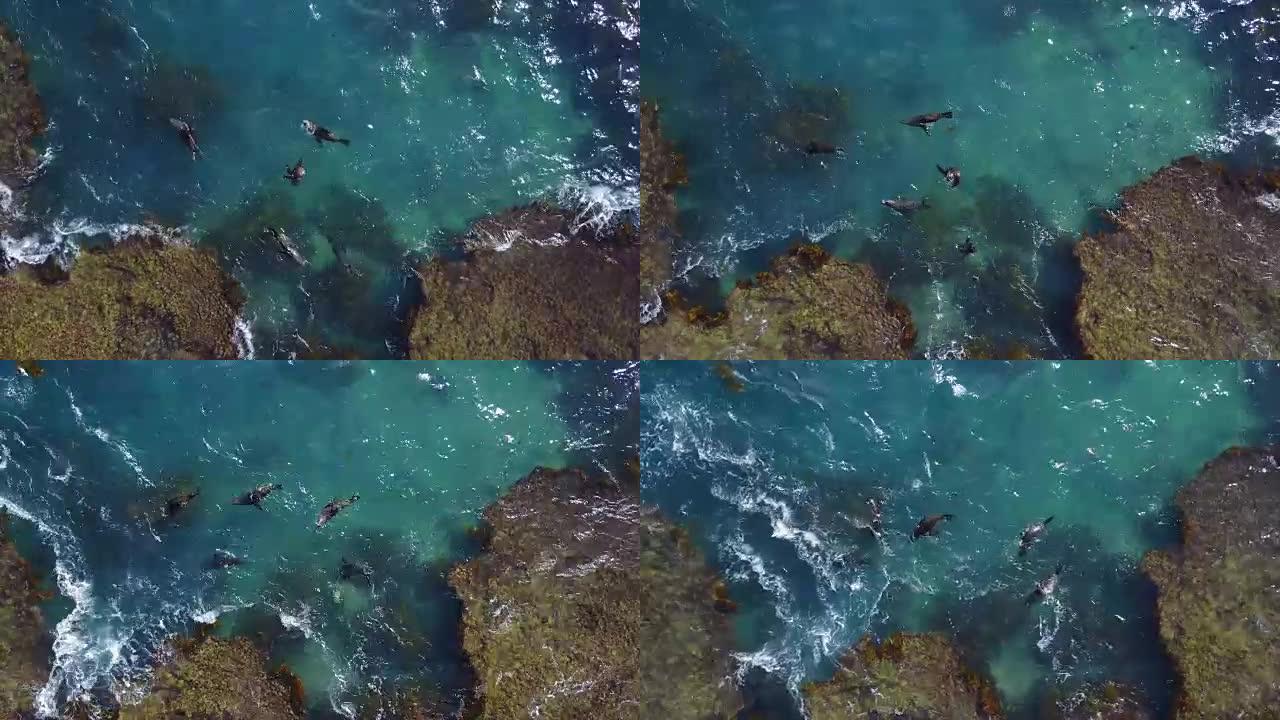 从鸟瞰图看，一群海豹在水中游泳