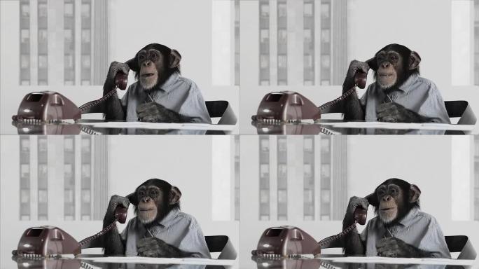 猴子商务办公室猴子打电话猿打电话猴子