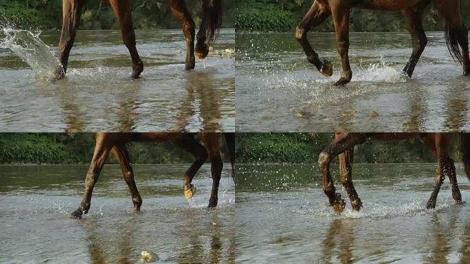 特写: 马腿穿过河中时水滴飞溅