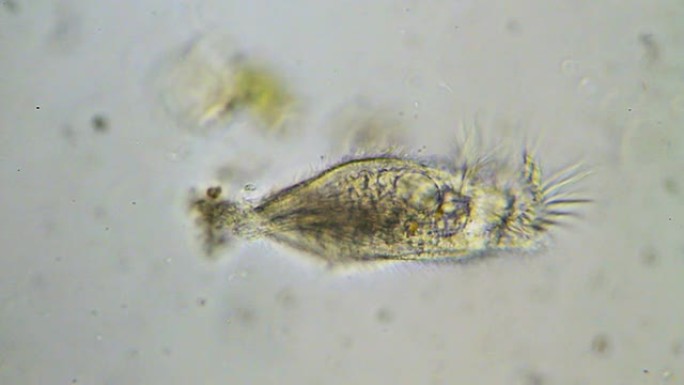 Stylonychia微生物