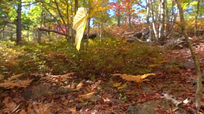 慢动作关闭黄色秋天的树叶枫叶在秋天的森林中脱落