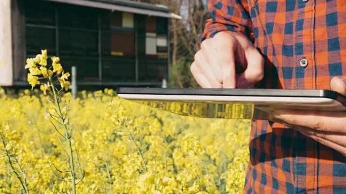 男性农民使用数字平板，在阳光充足的农村田地里实时检测油菜籽