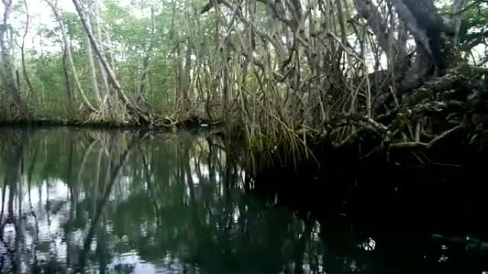 多米尼加共和国的红树林
