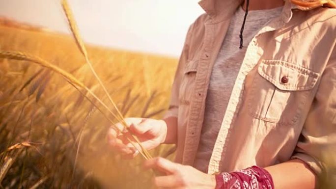 田间检验大麦生长和健康的女性农艺师
