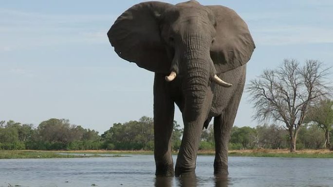 博茨瓦纳河上的一头公牛大象