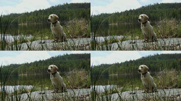 小狗坐在山湖旁边