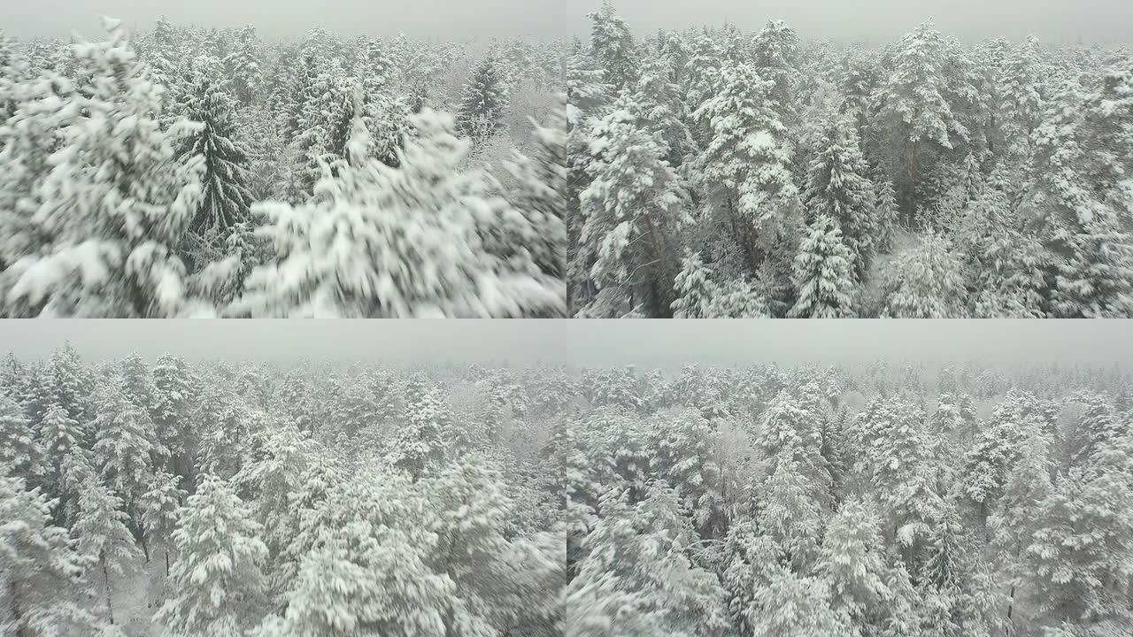 空中: 冬季在白雪皑皑的云杉森林上空低空飞行