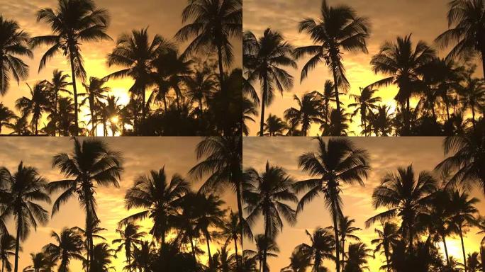 特写: 在金色日落的夏季暴雨之前，令人惊叹的椰树