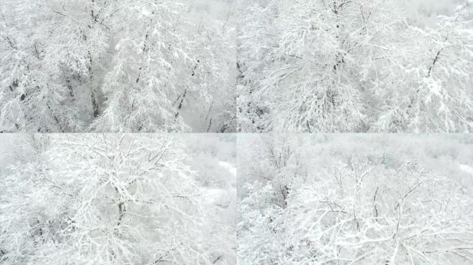 空中特写: 树梢覆盖着新鲜的雪