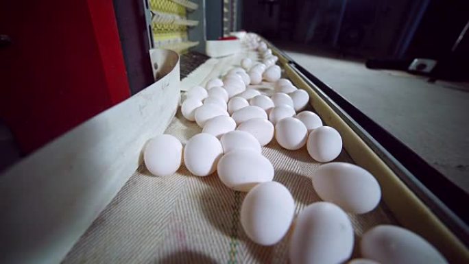 现代家禽养殖场内的鸡蛋生产线
