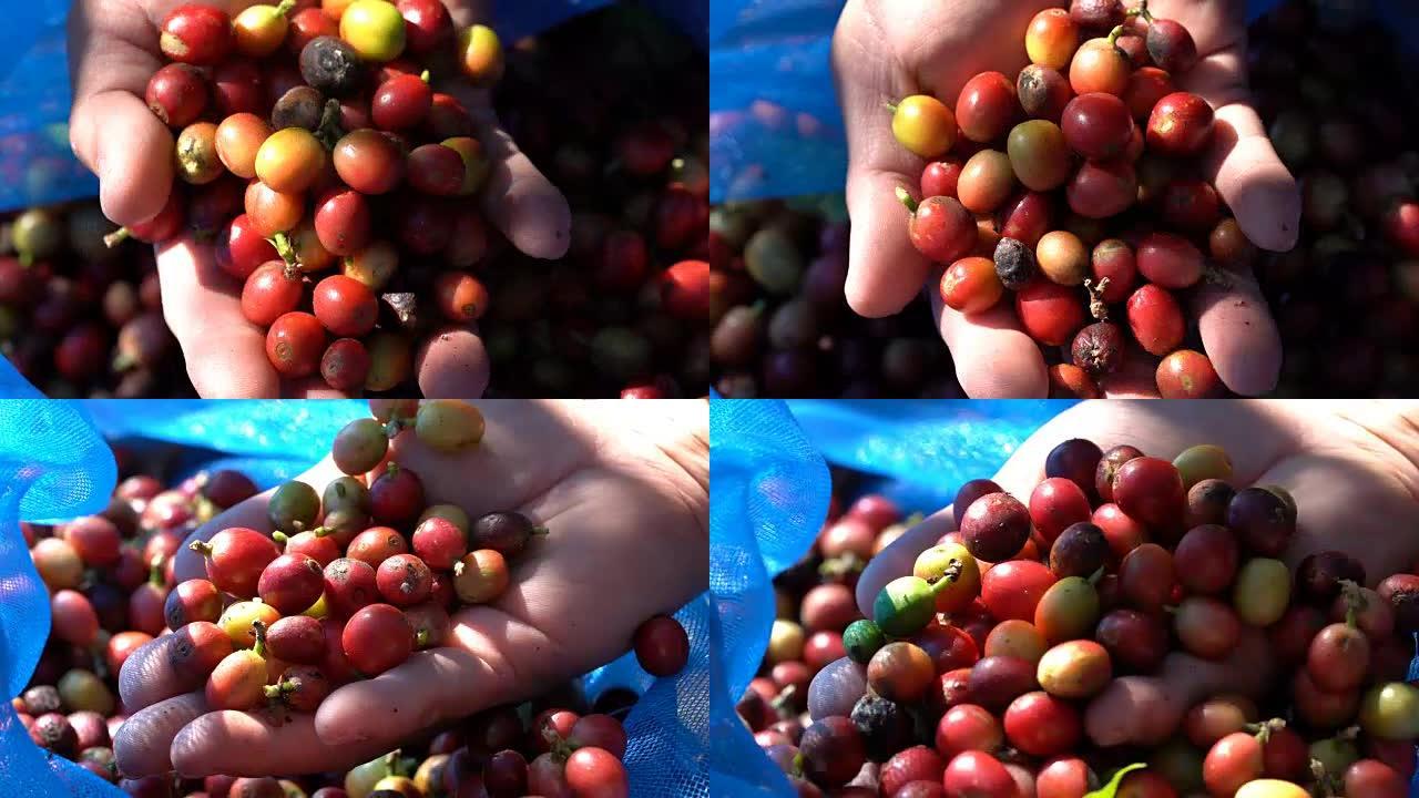 农夫手的2张照片显示了生咖啡果豆种子