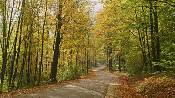 秋天的树叶落在树林中宁静，田园诗般的阳光路上