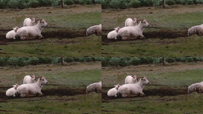 绵羊躺在田野里。两只白色的羔羊站在母亲身边。在草地上放牧的动物