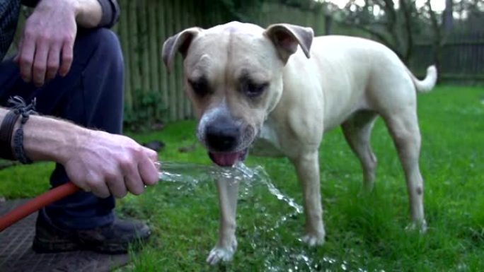 慢动作: 狗喝水