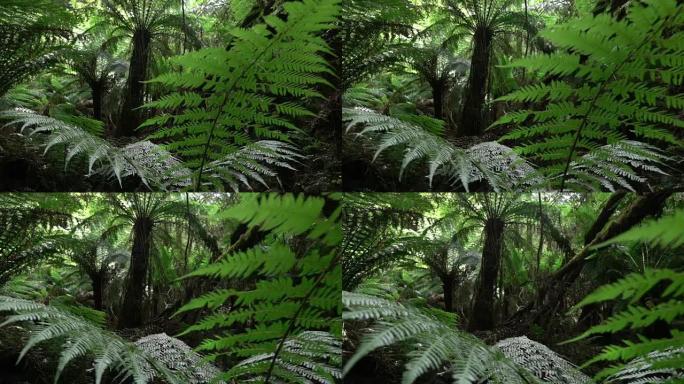 慢动作: 史前茂密的蕨类植物生长在巨大的古老茂密的雨林中