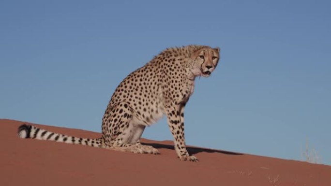 4k猎豹坐在纳米布沙漠的红色沙丘上