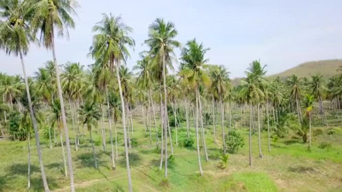 鸟瞰图的椰子树在花园在普拉卓普基里汗泰国