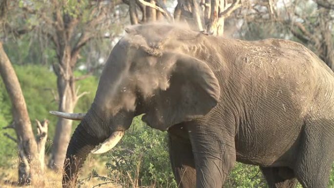大象摇头的慢动作，博茨瓦纳