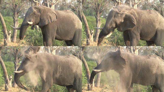 大象摇头的慢动作，博茨瓦纳