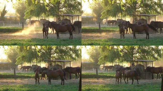 在一个美丽的早晨，年轻的马在马stable里吃草的惊人镜头