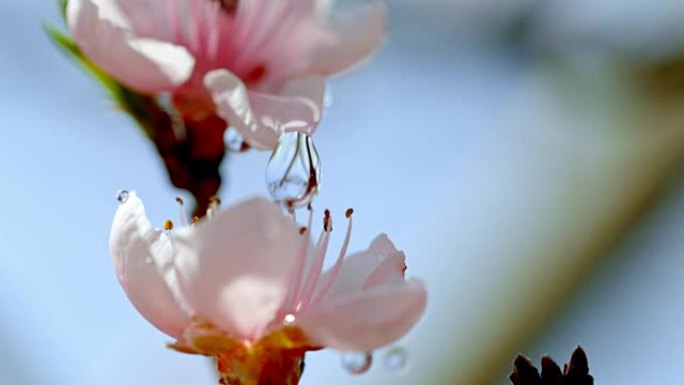 SLO MO水滴从花朵上滴下来