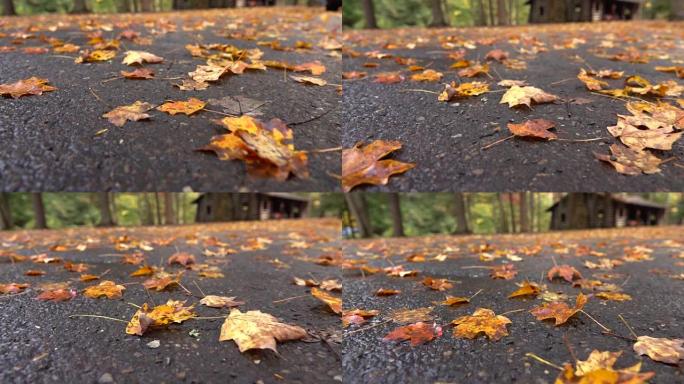 特写: 深秋下雨后，枯落的树叶躺在潮湿的道路上