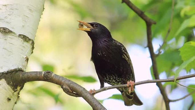 HD黑鸟嘴里含着食物