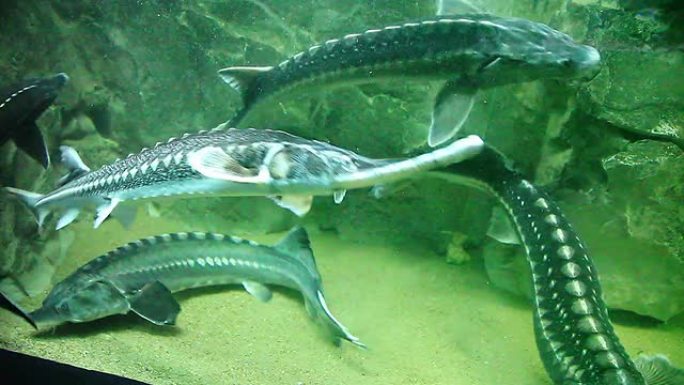 大型鱼类-鲟鱼鱼缸水族馆海底世界
