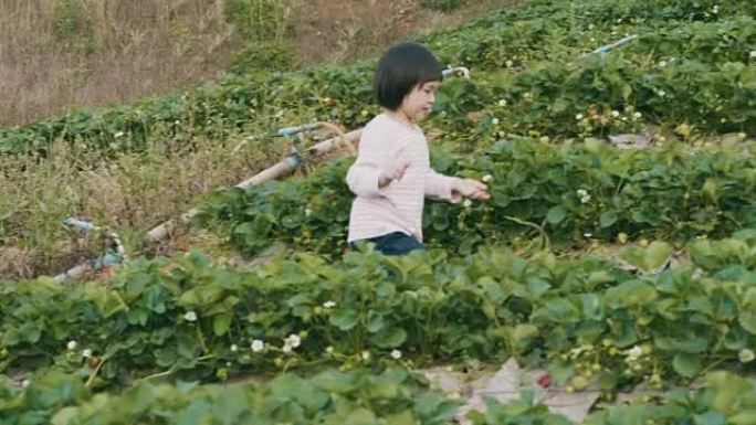 有趣的女儿在农场采摘草莓