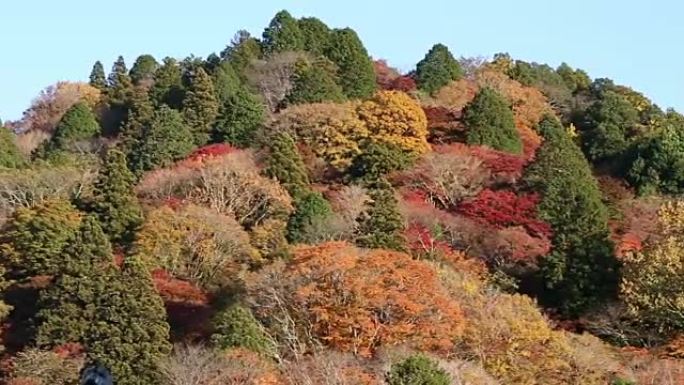 淘金拍摄korankei森林公园与秋红离开名古屋日本