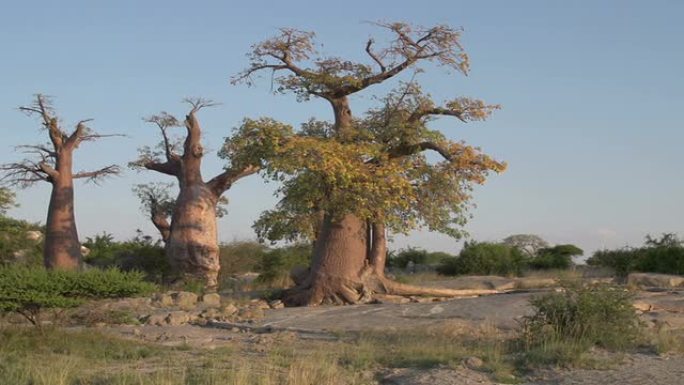 博茨瓦纳猴面包树的平移镜头