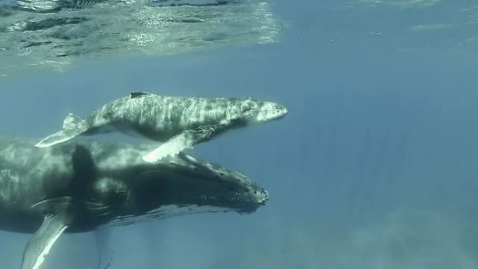 座头鲸宝宝和妈妈在水面游泳