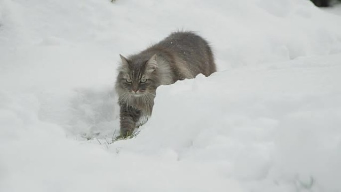 慢动作: 美丽蓬松的成年猫躲在雪园的埋伏中