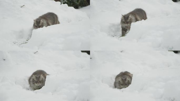 慢动作: 美丽蓬松的成年猫躲在雪园的埋伏中