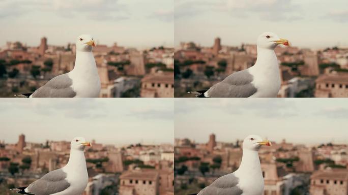 白色小海鸥环顾四周的特写镜头。在旧城屋顶的背景下