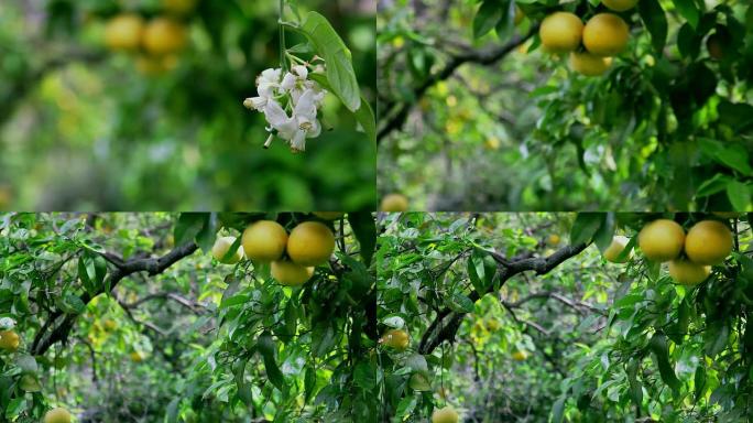 花园柚子花，树花园柚子花