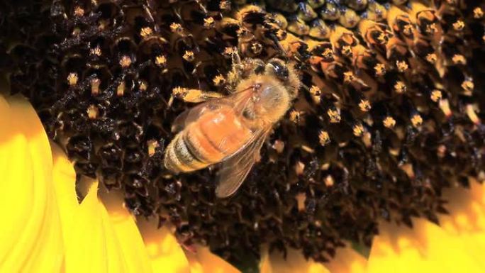 蜜蜂慢动作