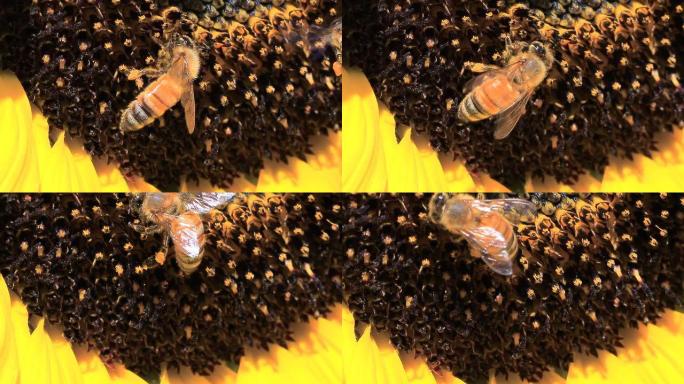 蜜蜂慢动作