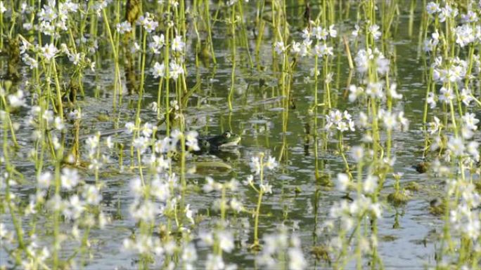 青蛙坐在沼泽里，池塘里有芦苇