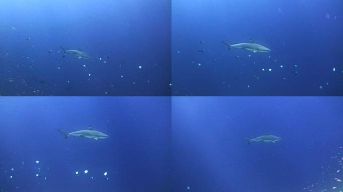 黑鳍礁鲨