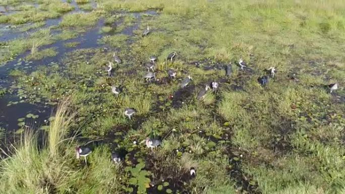 博茨瓦纳奥卡万戈三角洲一群在河中觅食的马拉布鹳的高鸟瞰图