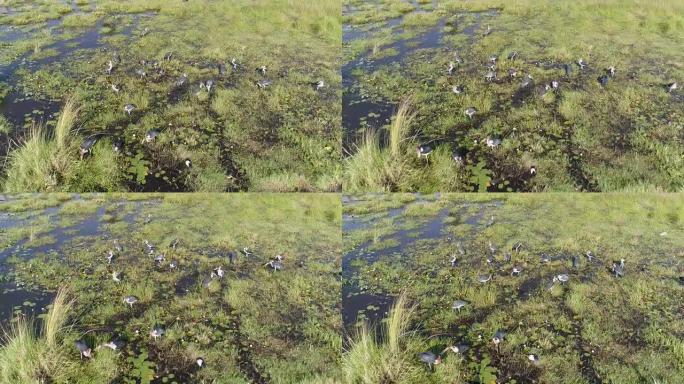 博茨瓦纳奥卡万戈三角洲一群在河中觅食的马拉布鹳的高鸟瞰图